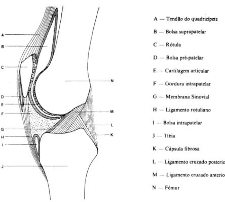 Fig. 2 — Diagrama esquemático de um corte sagital do joelho (adaptado de &#34;Bones and Joints&#34; 