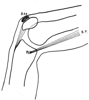 Fig. 3 — Joelho (face interna) P.G.: pata de ganso; B.P.P. bolsa pré-patelar. 