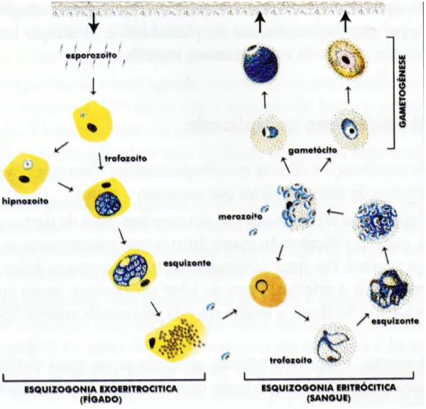 Figura 2 - Ciclo Biológico do Plasmodíum. 