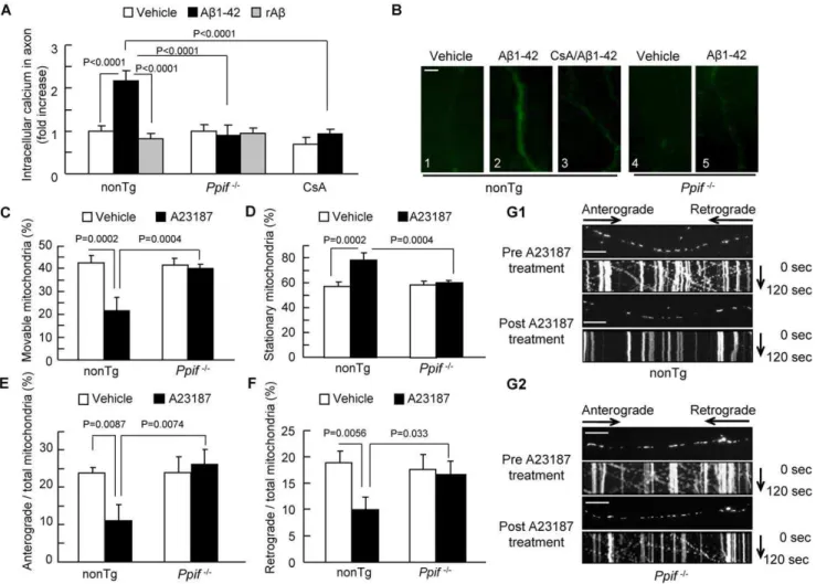 Figure 3. Effect of CypD depletion on Ab-induced intra-axonal calcium elevation. (A) Ab-treated nonTg hippocampal neurons displayed an increase in axonal calcium levels