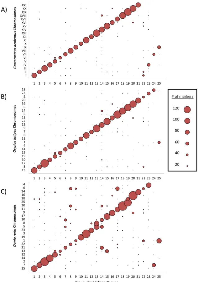 Figure 6. The synteny between the northern pike and model teleosts. Reciprocal best hit results ($50% of total length, #1e-5) displaying synteny between the 25 pike linkage groups and three model teleost genomes, threespine stickleback (Gasterosteus aculea