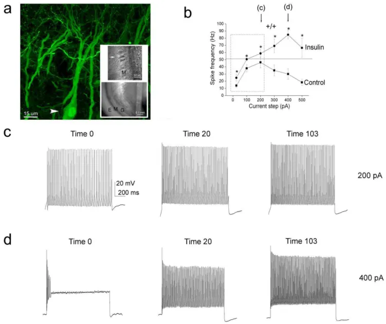 Figure 1. Acute insulin stimulation of mouse olfactory bulb mitral cells causes an increase in firing frequency and inhibits spike adaptation