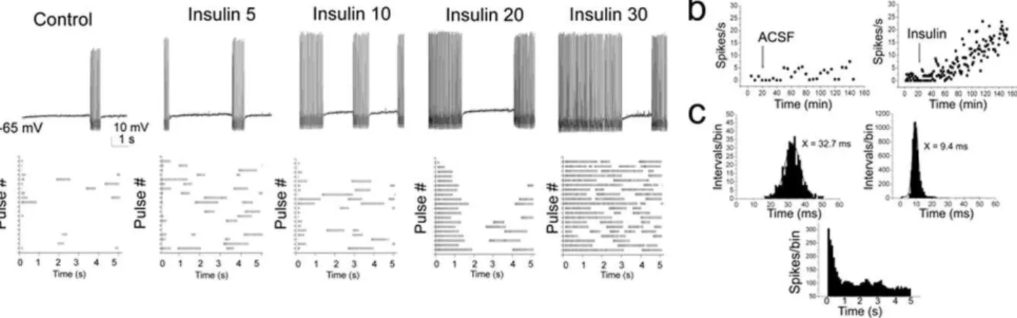 Figure 3. Insulin increases cluster length and decreases pause duration of perithreshold firing behavior in adult mitral cells