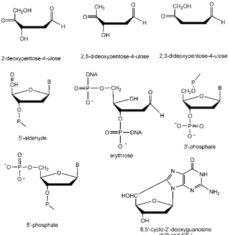 Figure 2. The structures of some oxidative lesions.