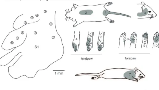 Figure 12. Receptive field progressions in P20 and P15 rats. A) Progressions of recording sites in S1 in a P20 rat (left) and corresponding receptive fields for neurons at those sites (right)