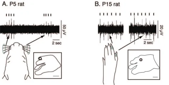 Figure 15. Representative traces of multi-unit activity in a P5 (A) and P15 (B) rat. A) Multi-unit activity in response to stimulation of both ipsilateral (left) and contralateral (right) vibrissae