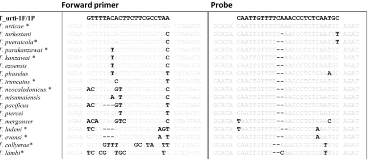 Fig 2. Alignment of the forward primer and probe regions of ITS1 sequences from Tetranychus species