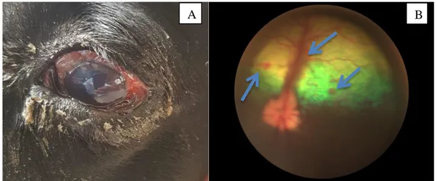 Figura  4 Glaucoma secundário  no  olho  esquerdo  de  cão  da  raça  Labrador,  positivo  para  Erliquiose  no  teste  rápido  (cão  C33)