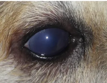 Figura  5 Fotografia do  olho  direito  de  cão  da  raça  Akita  com  uveíte  anterior  bilateral  (Cão  C16)