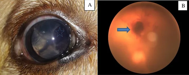 Figura  6  Fotografias das  alterações  do  olho  direito  do  cão  SRD  C12,  positivo  para  E