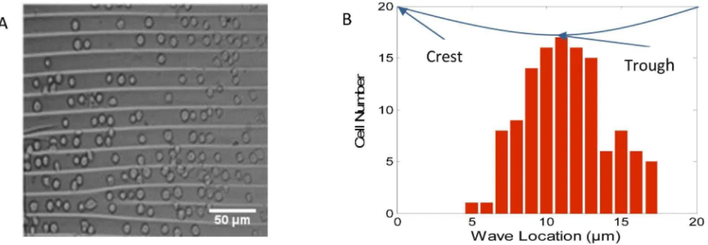 Figure 4. Cell distribution at the initial seeding. (A) Microscope image of cells on a wavy surface with 20 mm spacing and 6.6 mm height; (B) The number of endothelial cells at different wave locations.