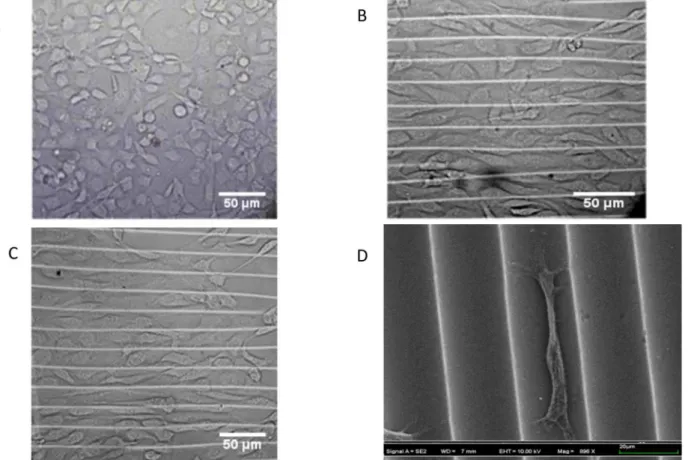 Figure 6. Alignment of BAOECs on 20 mm micro-wavy substrates after 24 h incubation. (A–C) Histograms of cell number, alignment angle, and cell location on 20 mm wavy surfaces (n = 100)