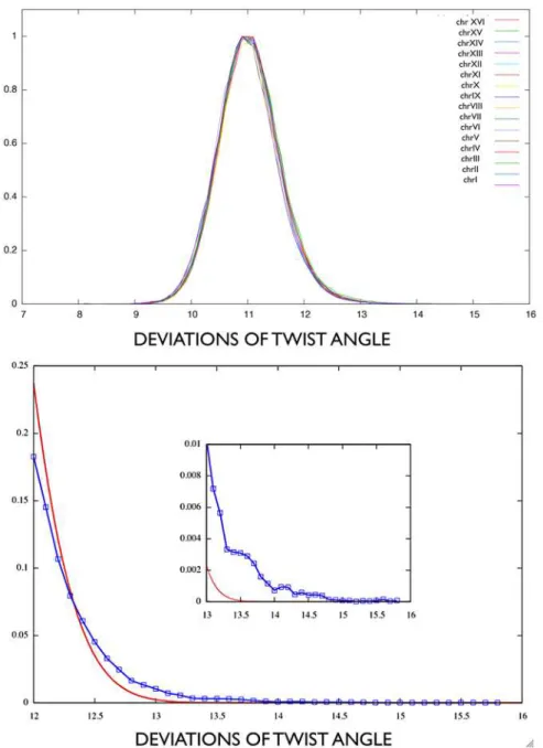 Fig 7. A: Flexibility values normalized distribution for all the yeast chromosomes. B: Upmost tail for flexibility values greater than 12deg (within chrXI), compared to a Gaussian distribution with same mean and standard deviation