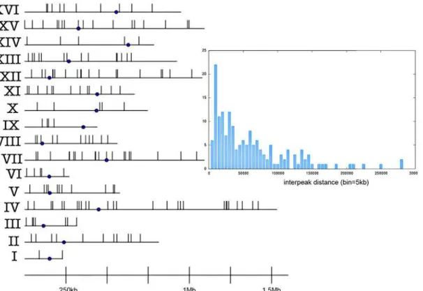 Fig 1. Chromosomal map of flexibility peaks. The point is the centromere. Inset: Distribution of distance between adjacent peaks in complete yeast genome (each bin spans 5kb and counts all the peaks within that distance to the nearest one).