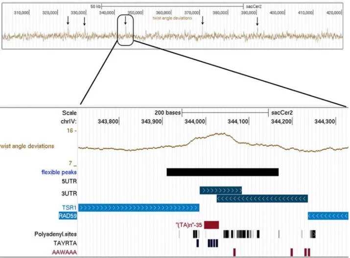 Fig 4. Snapshot of UCSC genome browser visualization of flexibility data on chrIV:300000-420000 region