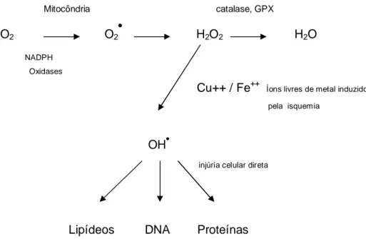 Figura 1 – Metabolismo reativo do oxigênio. Produção de superóxido (O 2 •