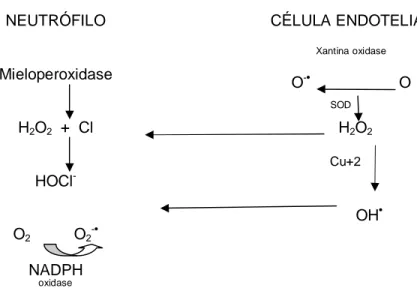 Figura 4 – Interação entre o neutrófilo e a célula endotelial com liberação dos radicais livres  de oxigênio (adaptado de Ashraf and Zhai, 1995) 