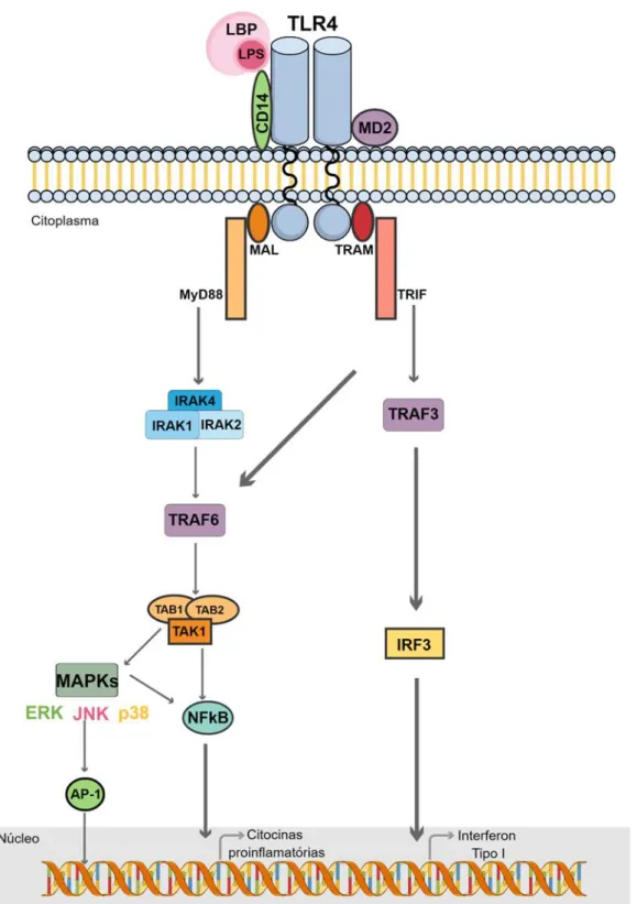 Figura 4: Sinalização desencadeada pela ligação do LPS ao seu receptor TLR4. 