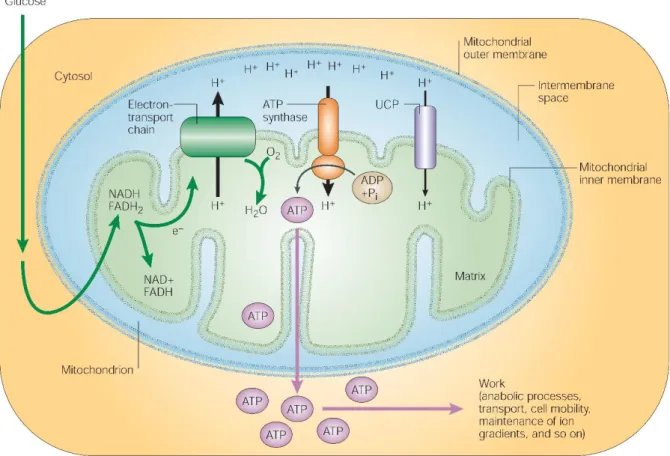 Figura 6: Oxidação do substrato e fosforilação oxidativa em células de mamíferos. Extraído de (KRAUSS; 