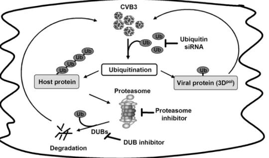 Figure 6. A proposed model for UPS regulation of CVB3 replication (See text). Abbreviation: CVB3, coxsackievirus B3; Ub, ubiquitin; DUBs, deubiquitinating enzymes; siRNA, small-interfering RNA; 3D pol , coxsackievirus RNA-dependent RNA polymerase 3D.