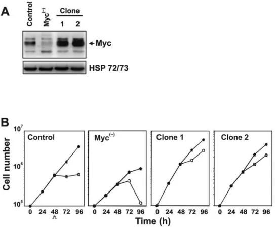 Figure 3B demonstrates that two different siRNA MYC silencing were able to block PTX-induced endoreduplication.