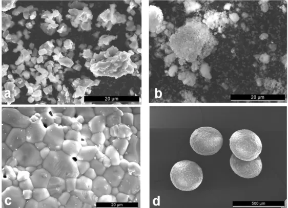 Figure 3 : Morphology of the three powders/granules used in this study. (a) β-TCP powder (scale bar: 20µm); (b) HA powder (scale bar: 20µm); (c) β-TCP granules (scale bar: 20µm); and (d) β-TCP granules (scale bar: 500µm).