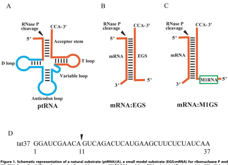 Figure 1. Schematic representation of a natural substrate (ptRNA)(A), a small model substrate (EGS:mRNA) for ribonuclease P and M1 RNA from E