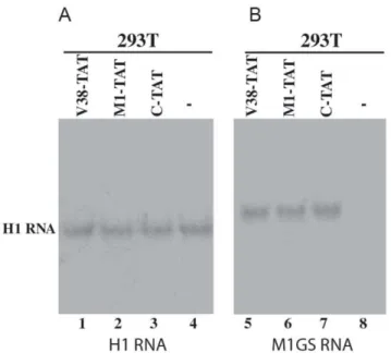 Figure 3. Northern analyses of the expression of M1GS ribozymes from the RNA fractions isolated from 293T cells that were transfected with pHIV NL4-3 alone (-, lanes 4 and 8) or from cells that were co-transfected with pHIV NL4-3 and a M1GS DNA construct t