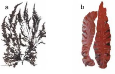 Figura 3. Espécies de macroalgas em estudo. a) Sargassum muticum; b) Grateloupia turuturu 