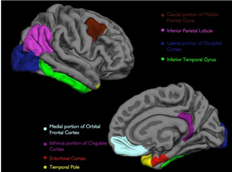 Figure 1. Three-dimensional representations of the 8 ROIs examined in the current study (only right hemisphere is shown)