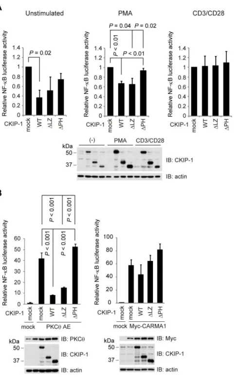 Figure 5. PH domain of CKIP-1 is essential not only for the interaction with CARMA1 but also for the inhibitory effect on NF-kB activation