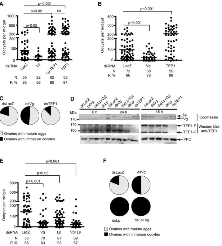 Figure 1. Effects of Lp and Vg silencing on parasite counts and oogenesis. Mosquitoes were injected with the indicated double-stranded RNA and infected with P