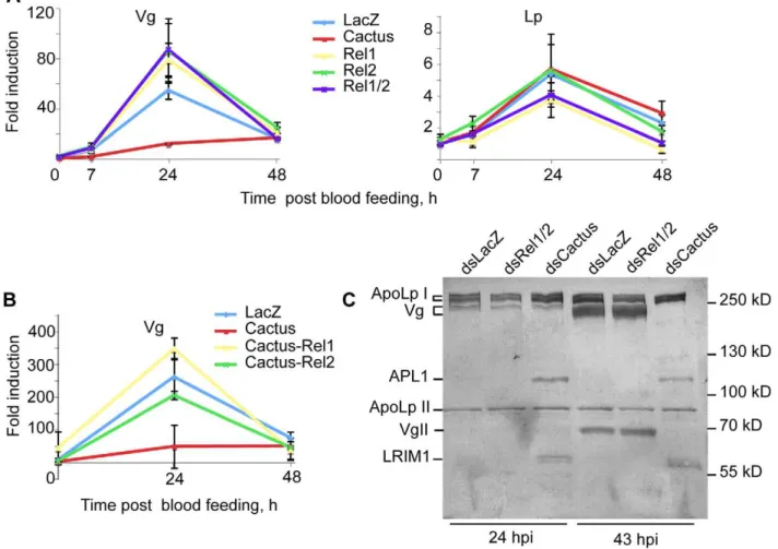 Figure 4. Vg expression is repressed by NF- k B factors REL1/REL2. Mosquitoes were injected with the indicated combinations of dsCactus, dsRel1, dsRel2, and the expression levels of Vg and Lp examined by qRT-PCR at the indicated time points after infection