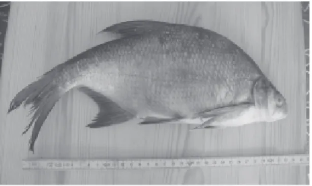 Fig. 1. Picture by Zakhvatkin A. (Berg et al., 1949)          Fig. 2. The specimen from Orhon river.