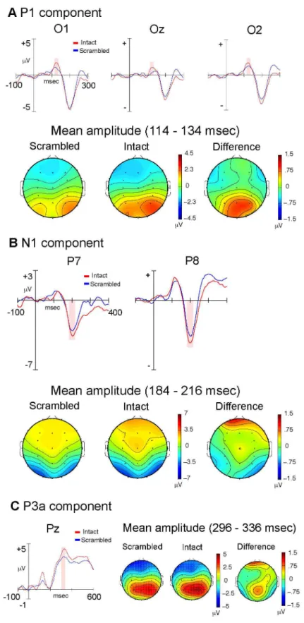 Figure 3.  Experiment Two: Static Stimuli.  Stimulus-locked, grand average ERP waveforms and topographic plots for the P1 (A), N1 (B) and P3a components (C), comparing intact (red) and scrambled (blue) static PLW stimuli
