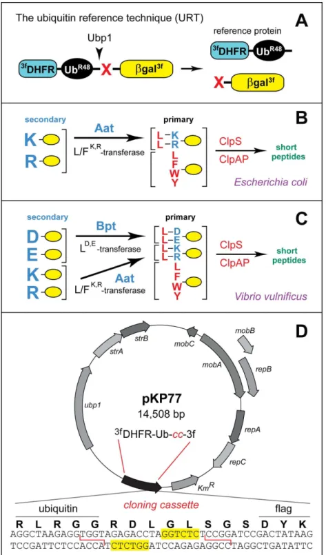 Figure 1. Ubiquitin reference technique (URT) and bacterial N-end rule pathways. A . The Ub reference technique (URT), derived from the Ub fusion technique [9,18,20]