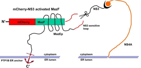 Figure 1. Schematic representation of the construct ‘‘mCherry-NS3 activated MazF’’ and hypothetical mechanism of activation by NS3 protease