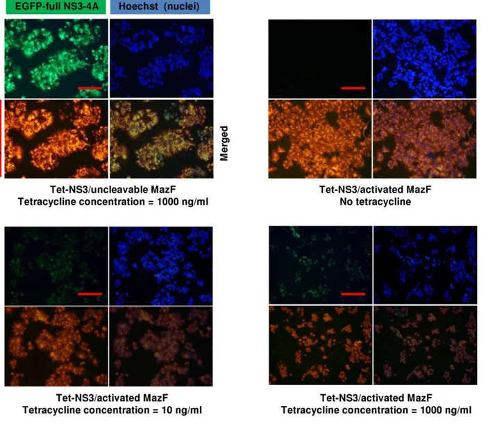 Figure 6. Expression of mCherry-NS3 activated MazF results in growth inhibition and morphological changes in NS3-expressing cells