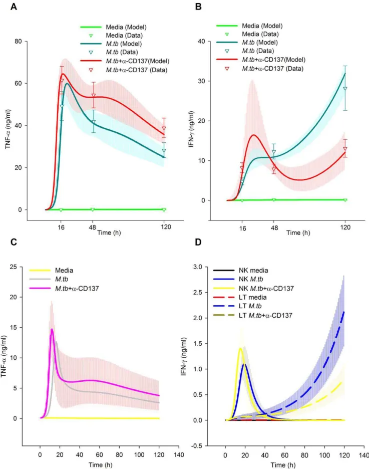 Figure 5. Role of CD137:CD137L pathway in the cytokine microenvironment during human tuberculosis