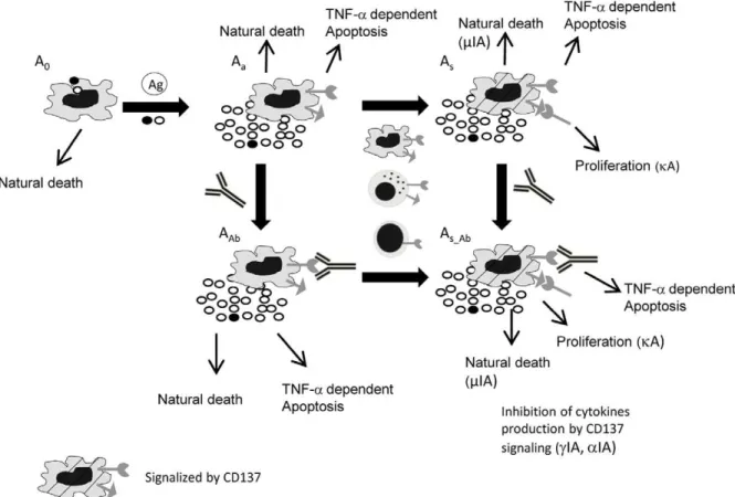 Figure 1. Diagram of APC dynamics in the in vitro culture. Five different APC subpopulations are described: resting (A 0 ); activated (A a );