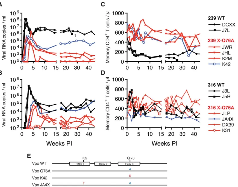 Fig 5. SIVs deficient in degrading SAMHD1 in memory CD4 + T cells exhibit an attenuated replication phenotype in inoculated rhesus macaques.