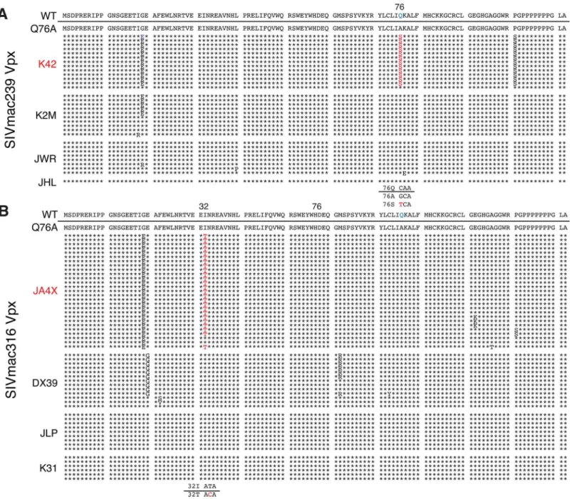 Fig 6. Alignment of Vpx amino acid sequences amplified from the plasma of monkeys inoculated with SIV Vpx X-Q76A mutants