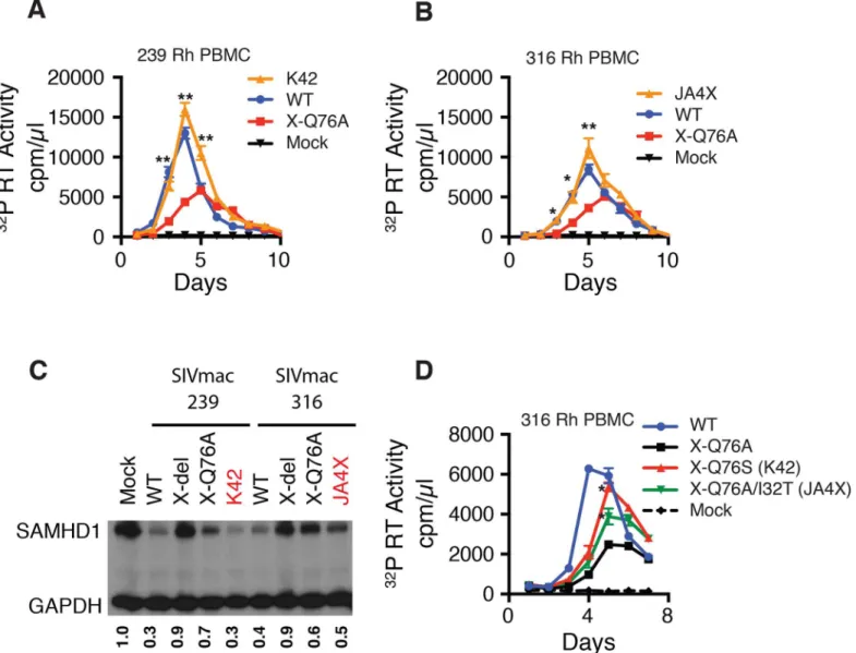 Fig 7. Analyses of Vpx revertant viruses emerging in macaques K42 and JA4X. ConA-activated rhesus PBMCs were infected at a MOI = 0.01 with (A) the WT SIVmac239, SIVmac239 X-Q76A Vpx mutant, or the virus recovered at week 40 PI from infected macaque K42 or 