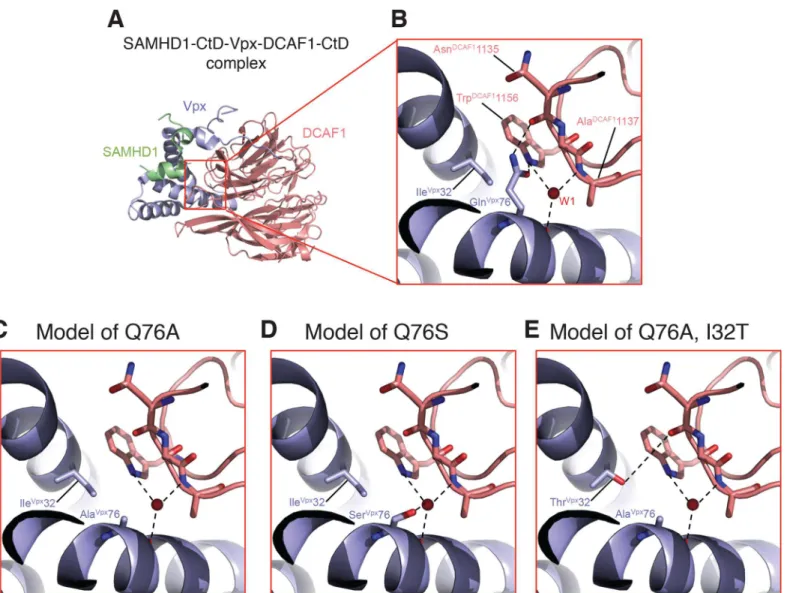 Fig 8. Mapping of Vpx mutations at the Vpx-DCAF1-SAMHD1 interface. (A) Crystal structure (PDB ID 4CC9) of the c-terminal domain of SAMHD1 (green) in complex with WT Vpx (blue) and DCAF1 (salmon)