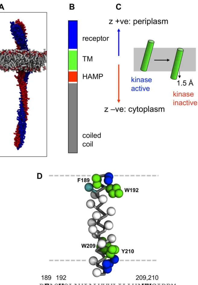 Figure 1. The Tar chemoreceptor and its TM2 helix. A Structural model of a chemoreceptor (Tsr) dimer (the two subunits in red and blue) in a phospholipid bilayer (grey)