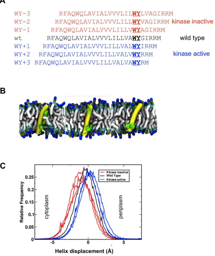 Figure 2. Tar TM2 C-terminal aromatic scanning mutants. A Sequences of WY-scanning mutants of the E