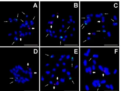 Fig 3. Examples of genomic distribution of 45S (red, thick arrows) and 5S (green, thin arrows) rRNA genes as localized on mitotic metaphase plates using FISH