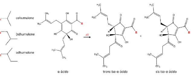 Figura 1.2 - Estrutura química dos α-ácidos do lúpulo e dos produtos da isomerização induzida  pelo aumento de temperatura durante a fervura do mosto (Almaguer et al., 2014)