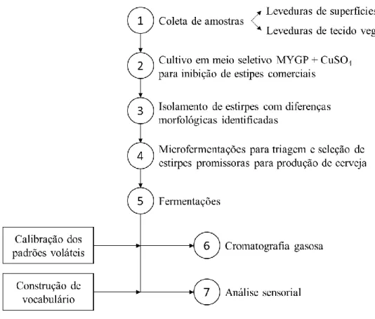 Figura 2.1 – Esquema simplificado da metodologia experimental adotada neste estudo. 
