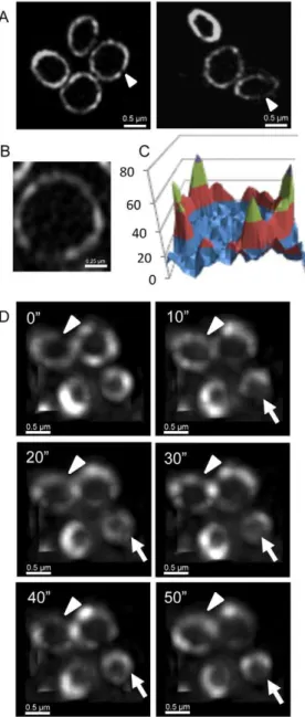 Figure 7. EzrA rings in S. aureus are also heterogeneous and show dynamic movement. (A) To examine EzrA-GFP localization using 3D-SIM (OMX V3), S